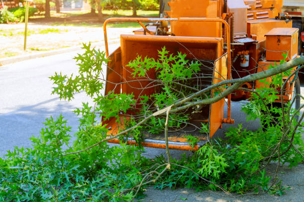 Coldwater, MI Tree Service Company